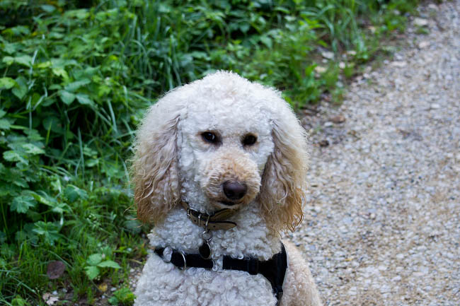 Cooper