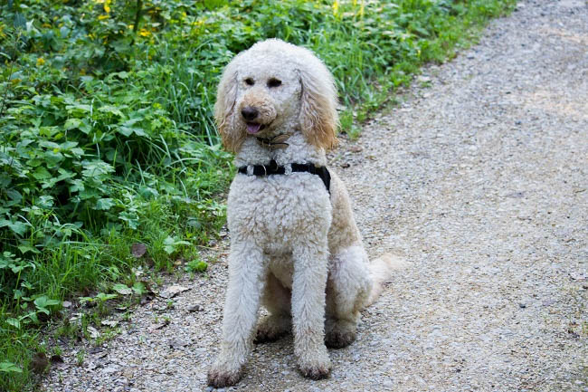Cooper